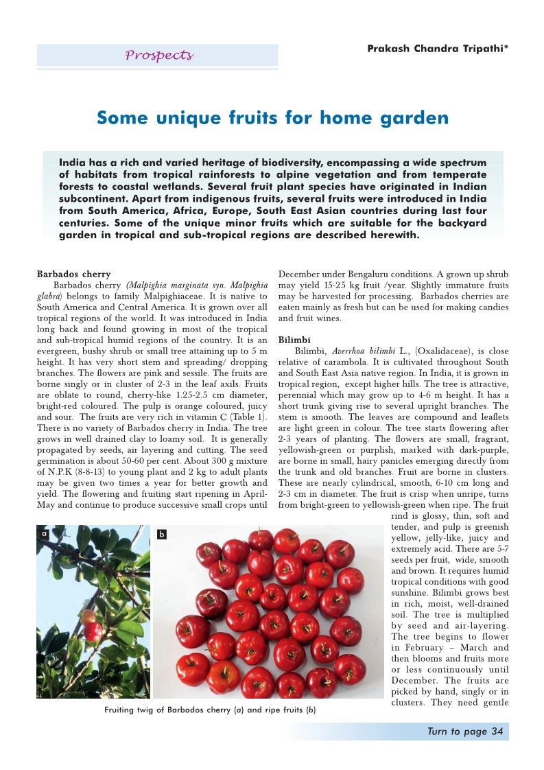 Some unique fruits for home garden