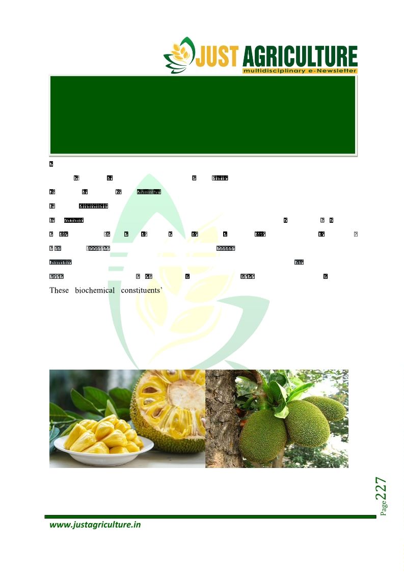 Jackfruit and Its Health Benefits