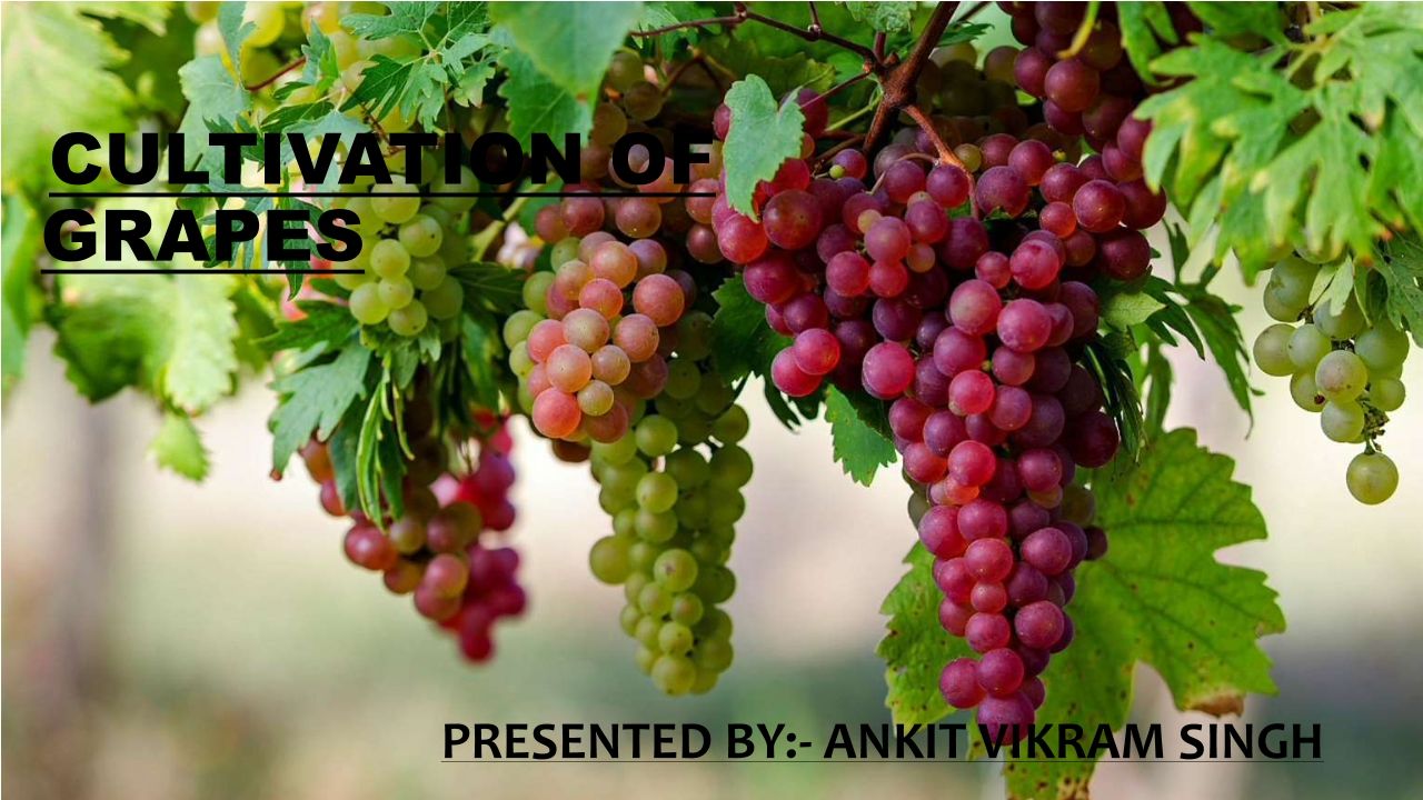 Cultivation of Grapes in Summer