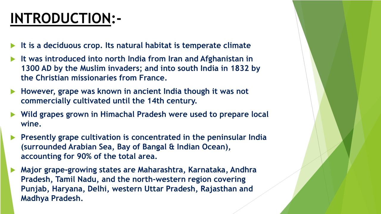 Cultivation of Grapes in Summer