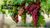 CULTIVATION OF Grapes in Winter.pdf