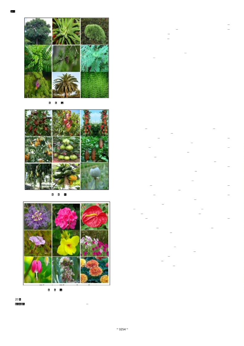 Mango Taxonomy and botany