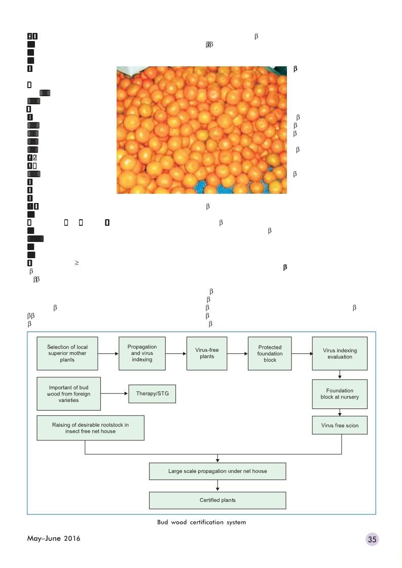 Kinnow Winter