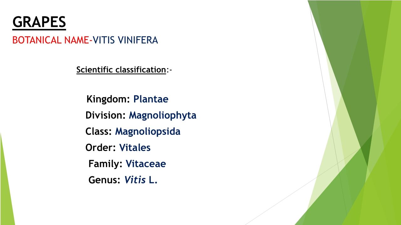 CULTIVATION OF Grapes in Spring.pdf