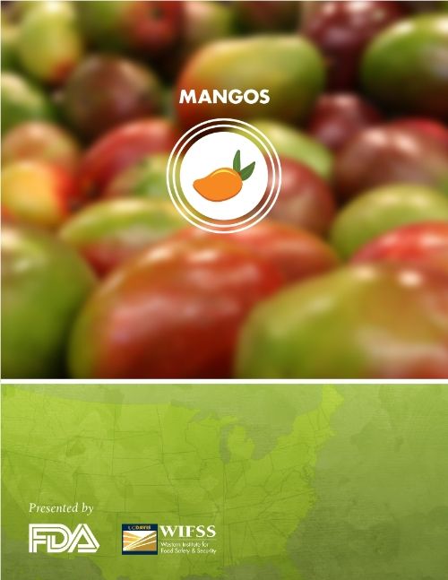 Mangos in Winter